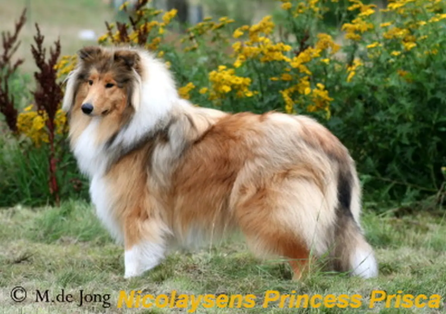 Border Collie