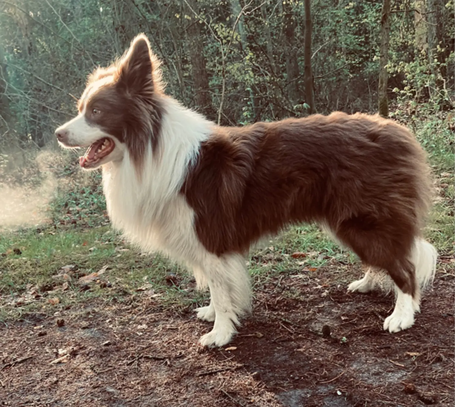 Club fur Britische Huntehunde e.V.