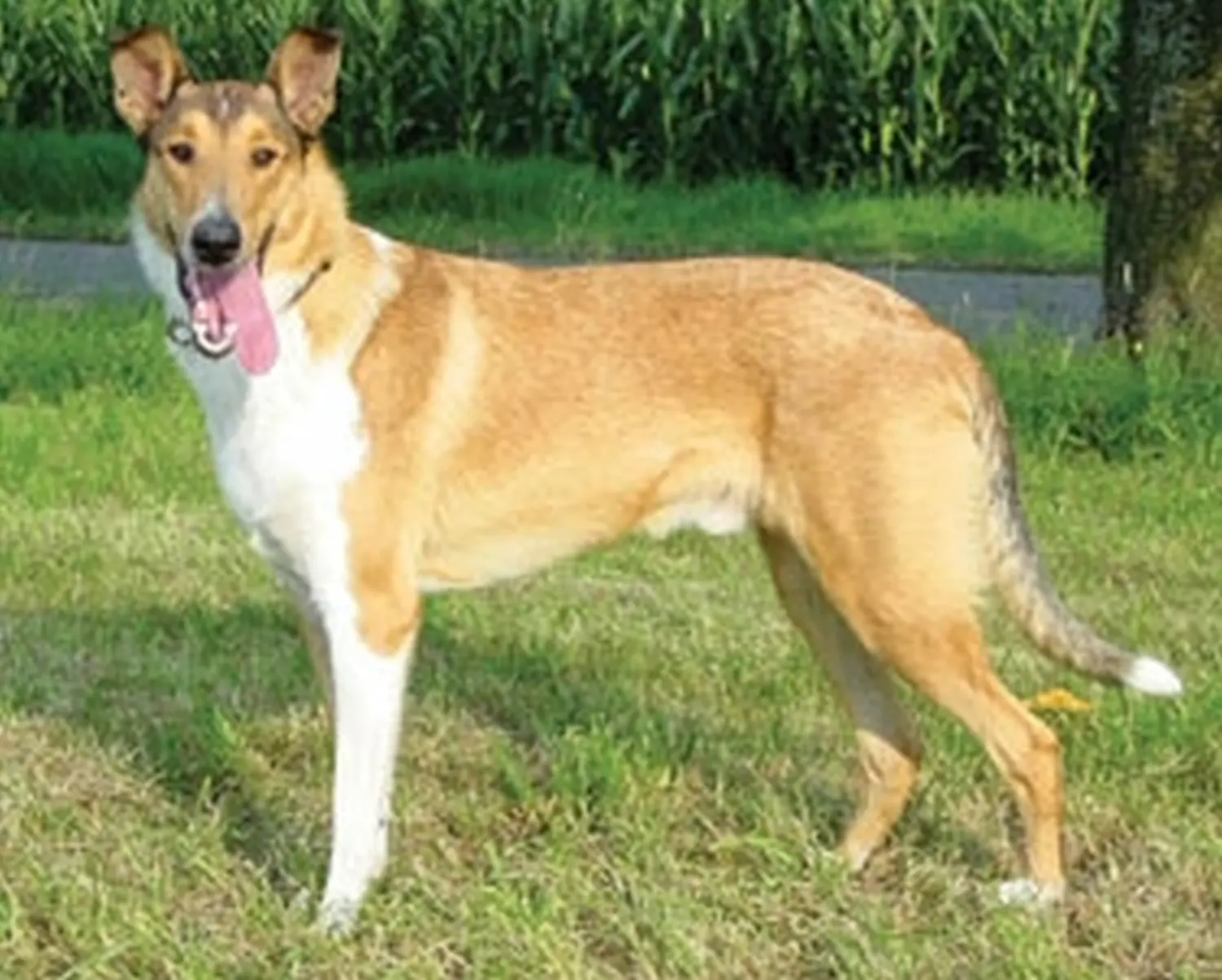 Kurzhaar Collie