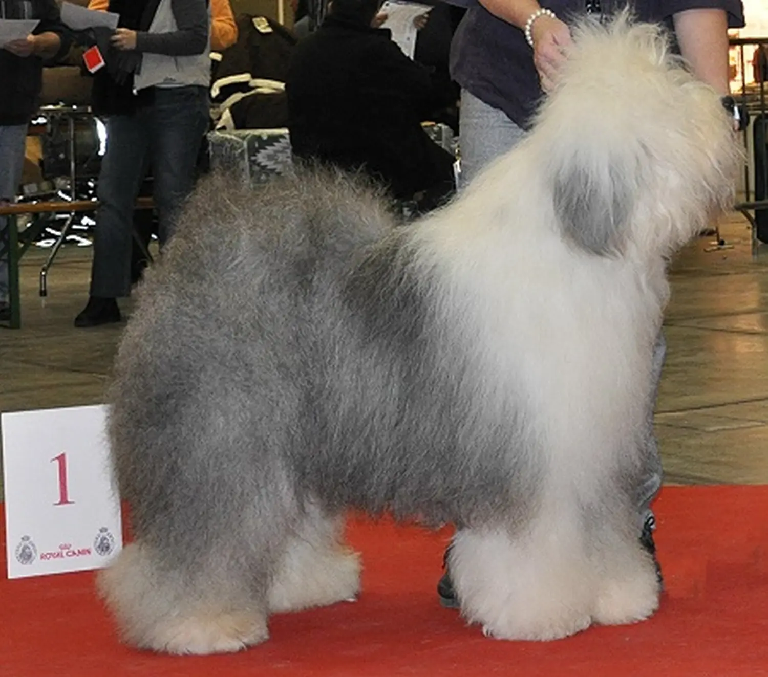 Bobtail