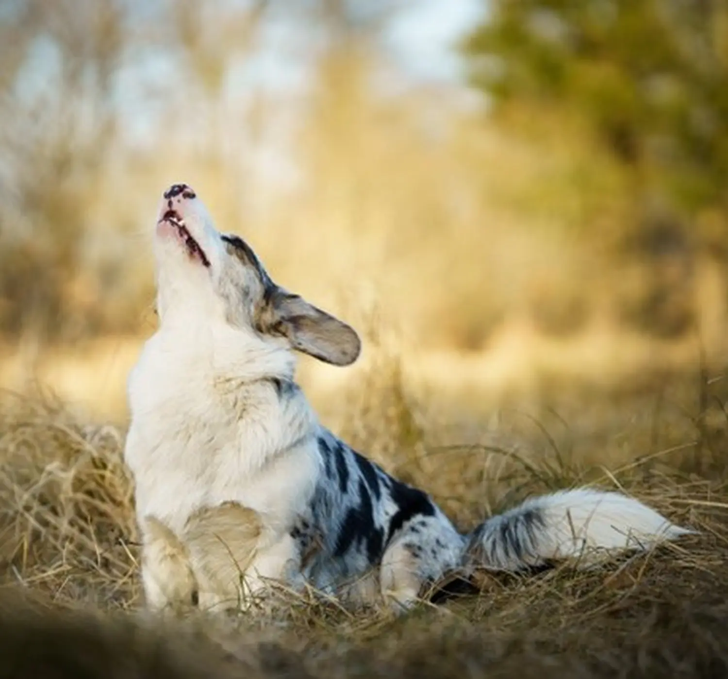 Border Collie