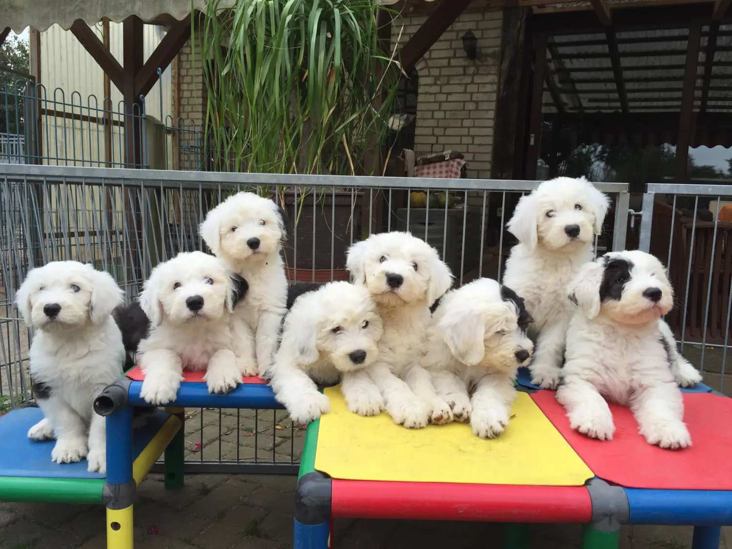 Collie