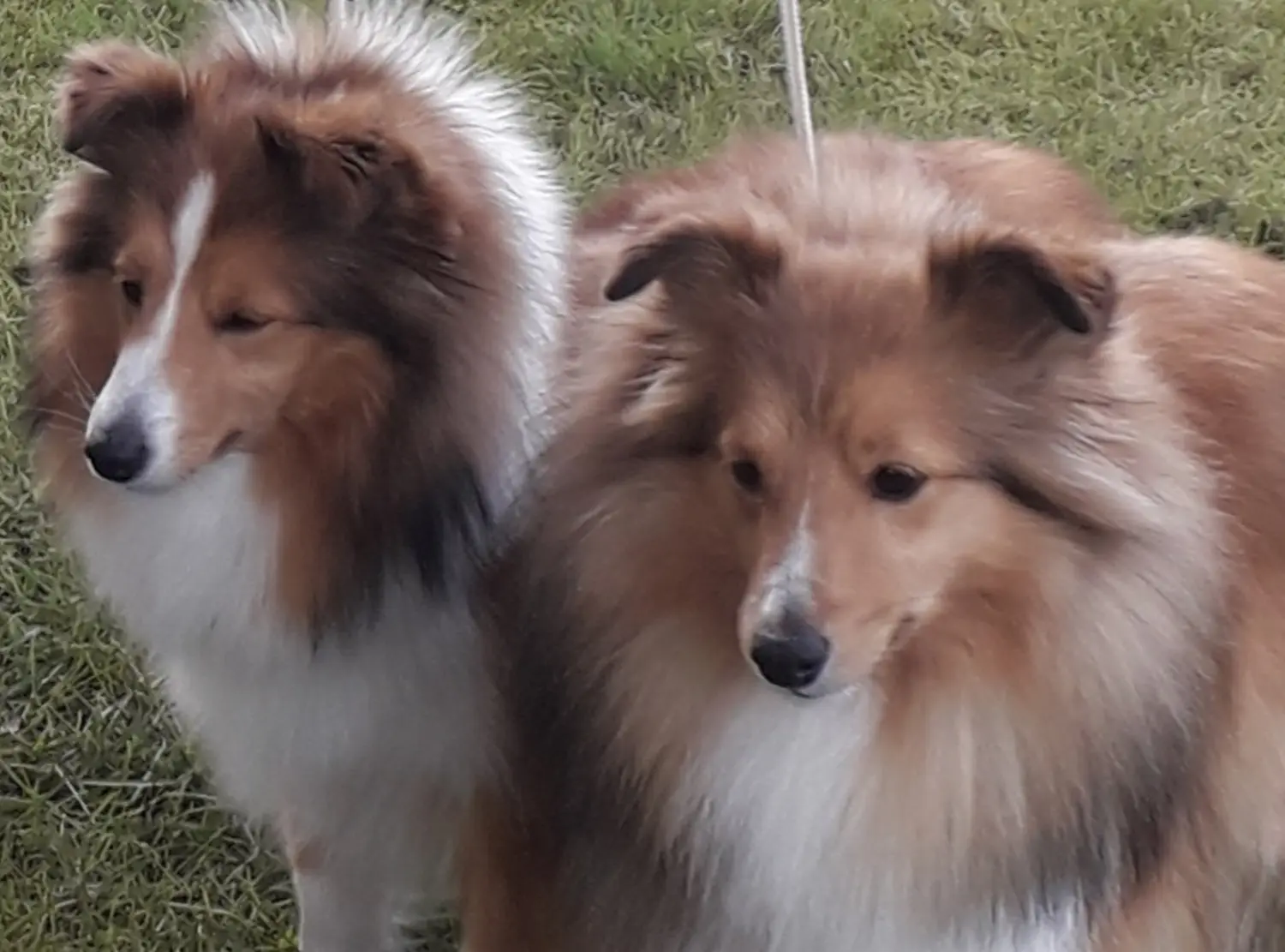 Collie