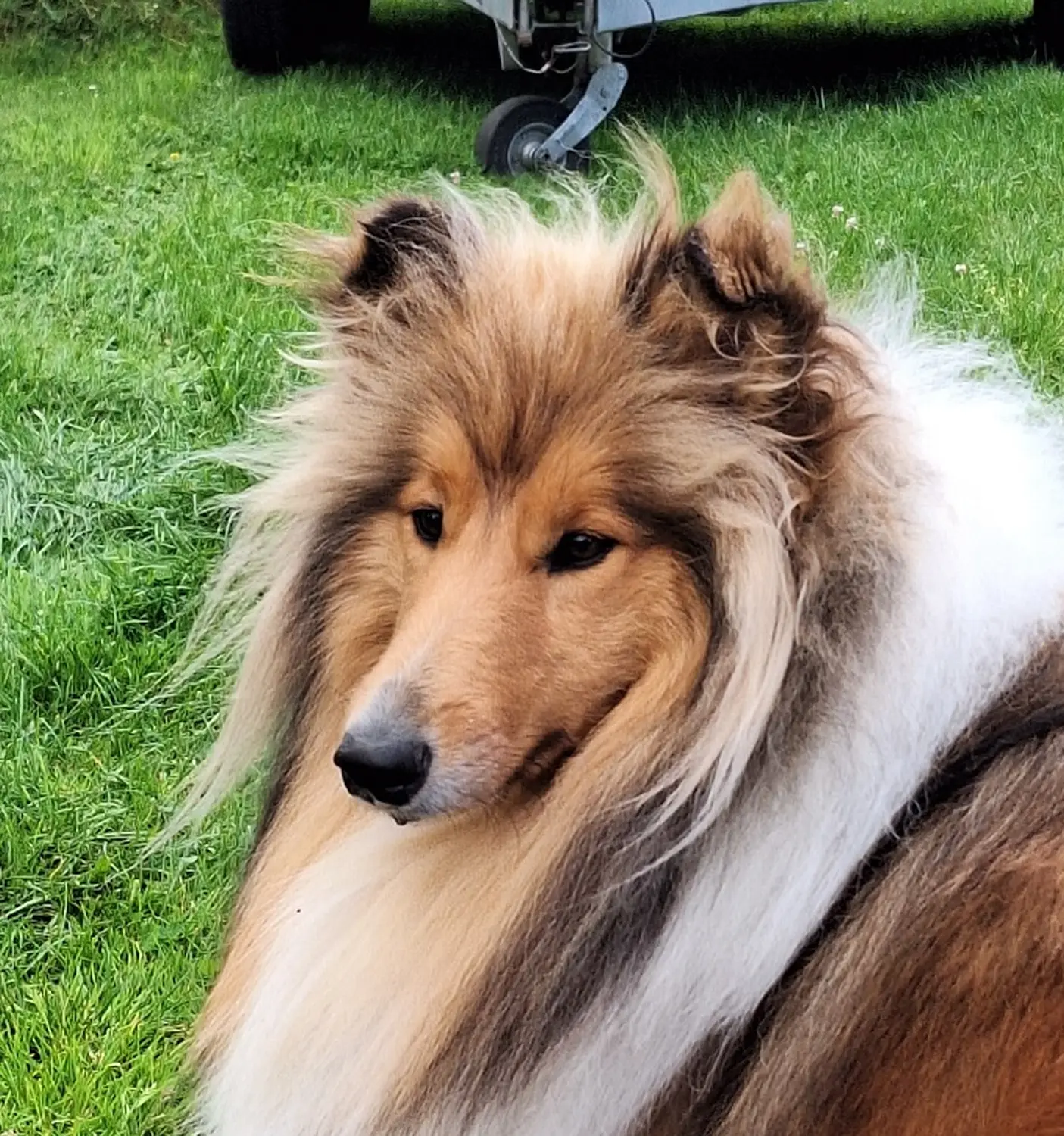 Collie