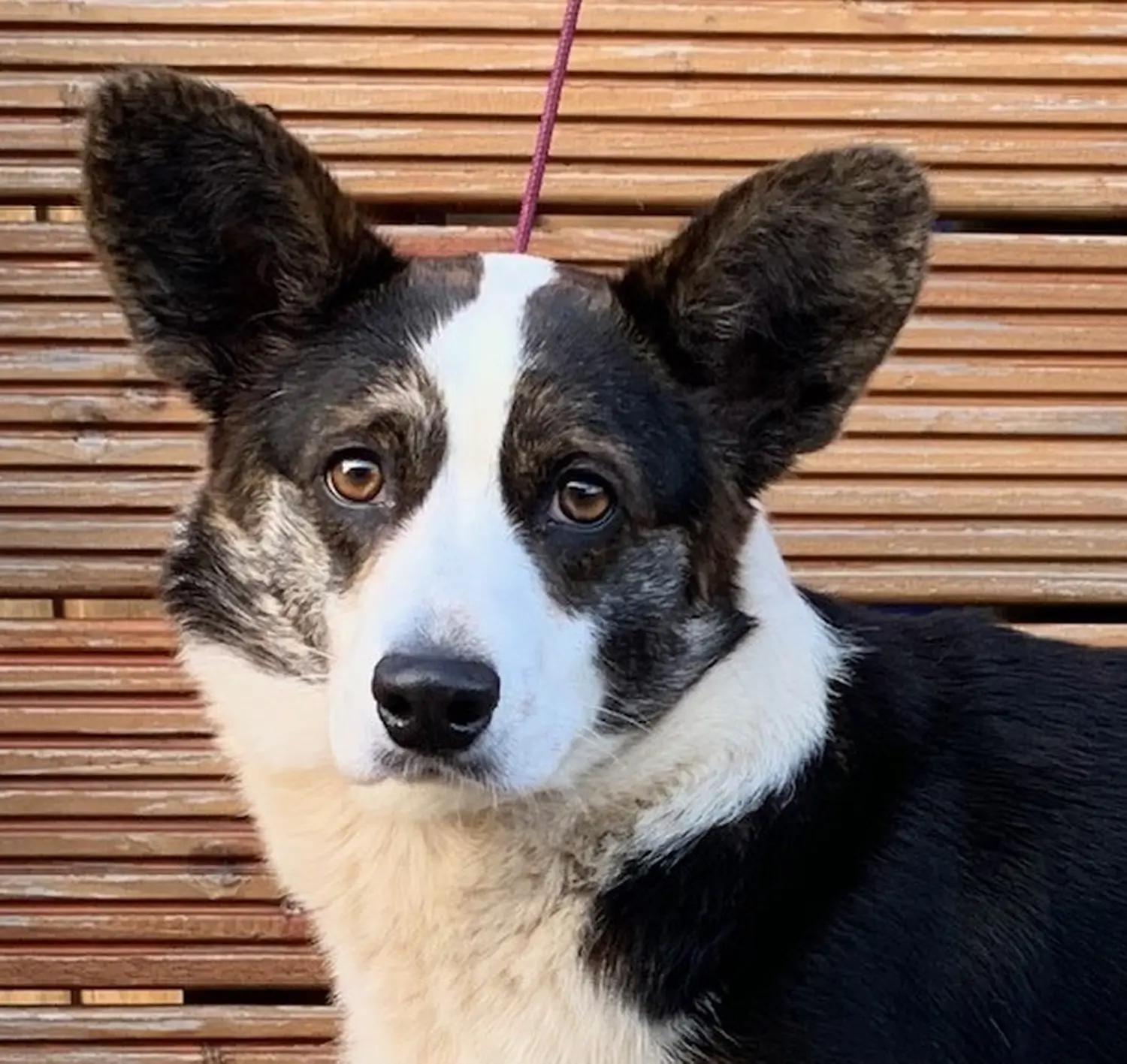 Collie