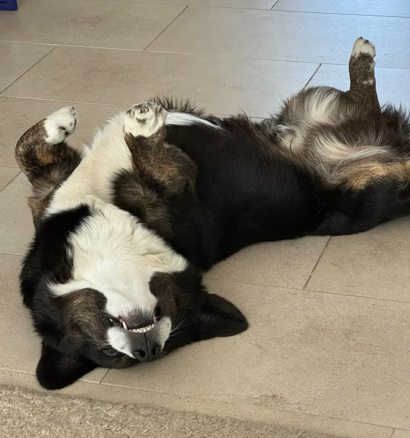 Hunde von CfBrH