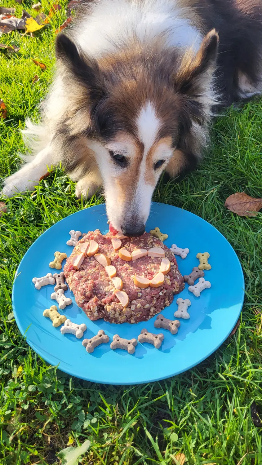 Collie