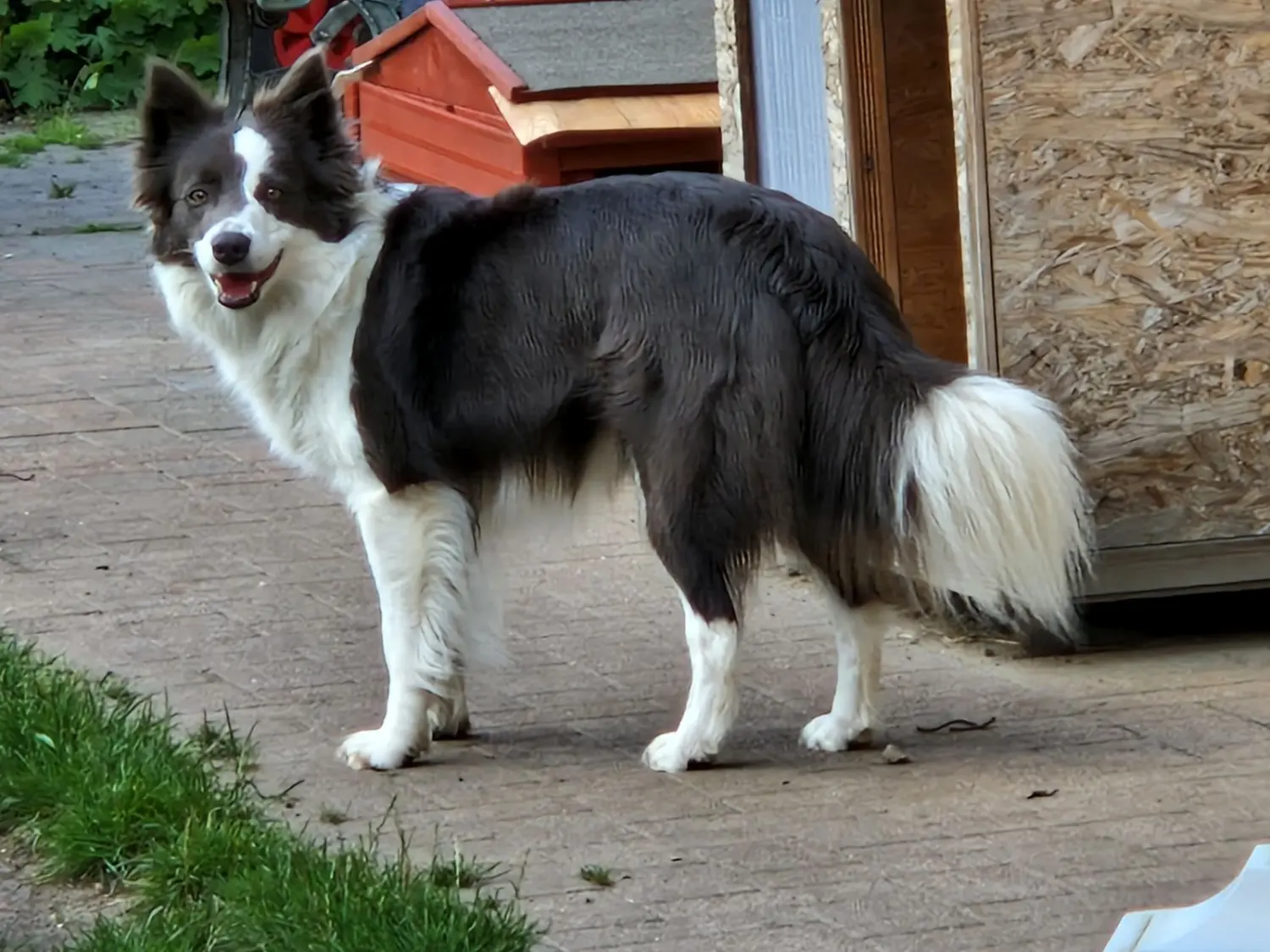 Hunde von CfBrH