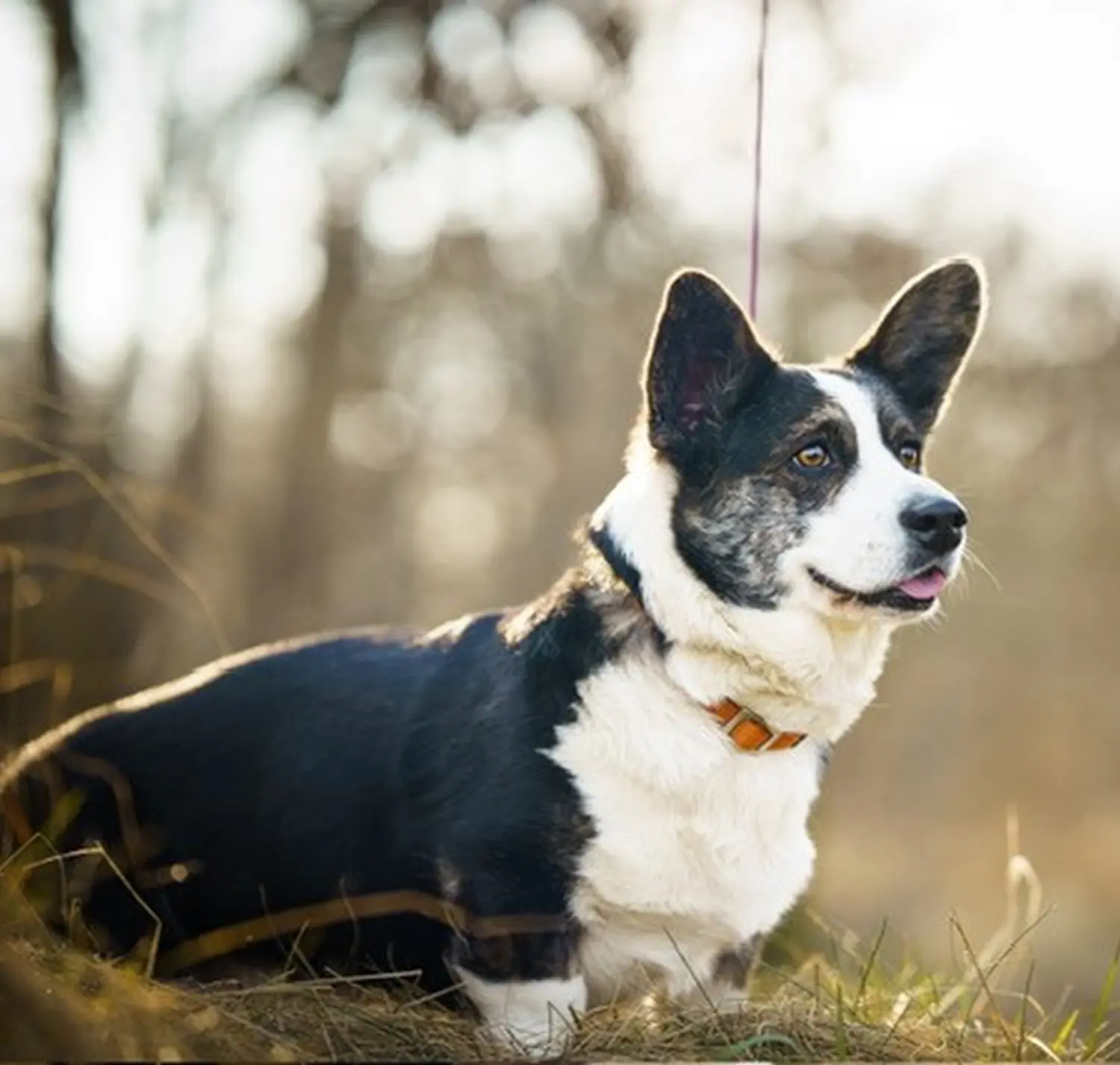 Collie