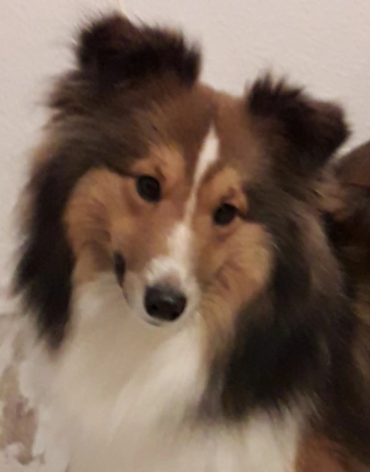 Collie