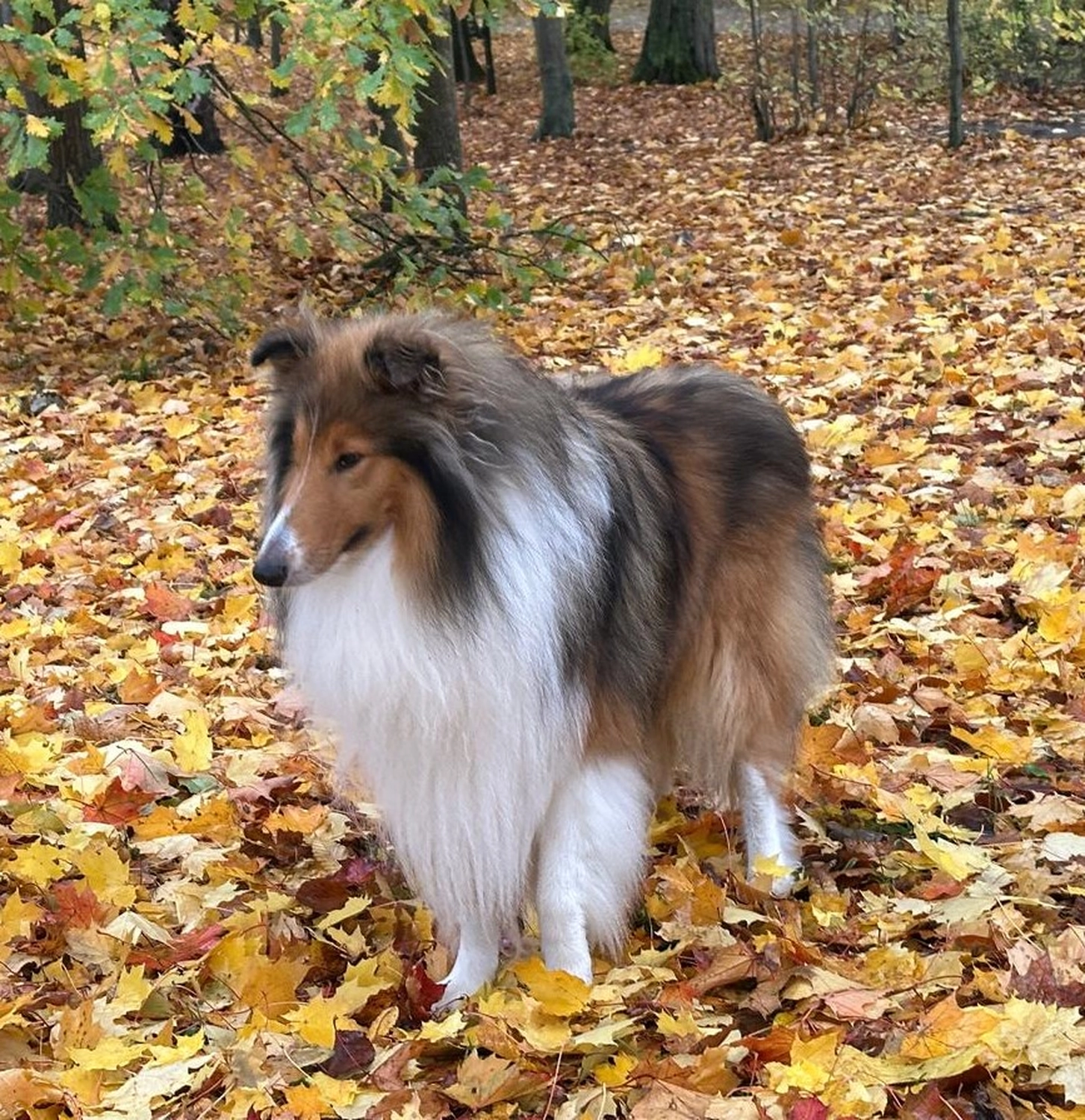 Border Collie
