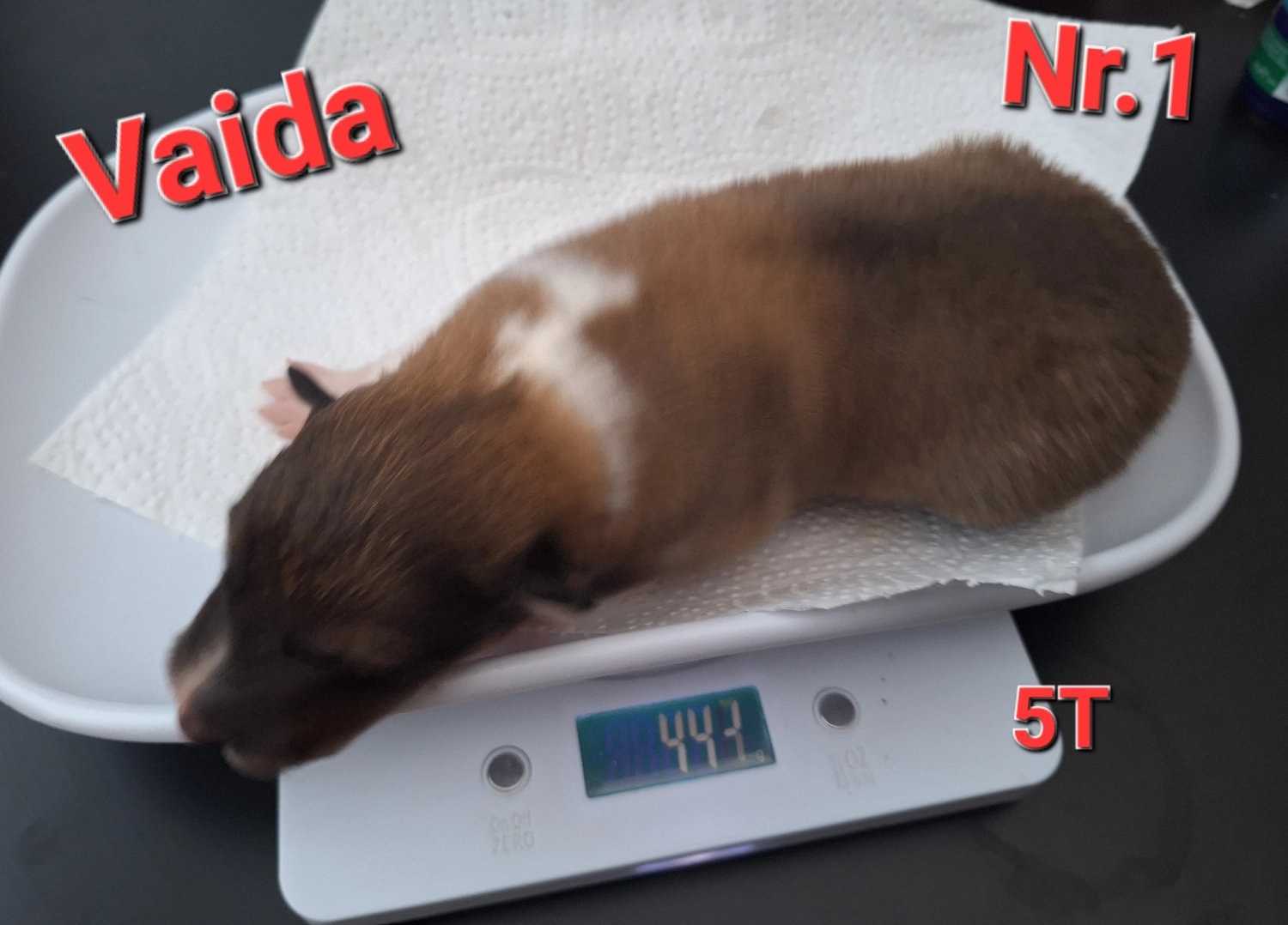 Hunde von CfBrH