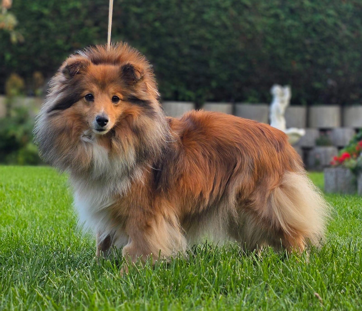 Club fur Britische Huntehunde e.V.