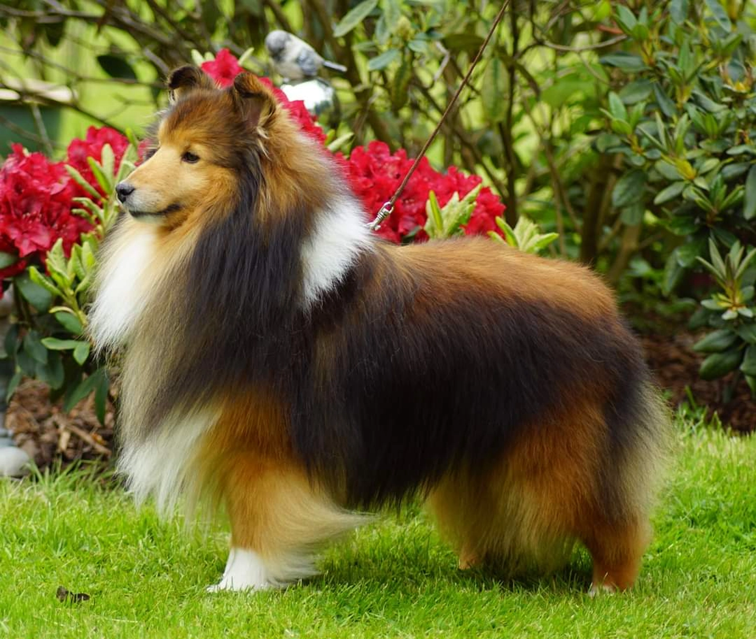 Club fur Britische Huntehunde e.V.