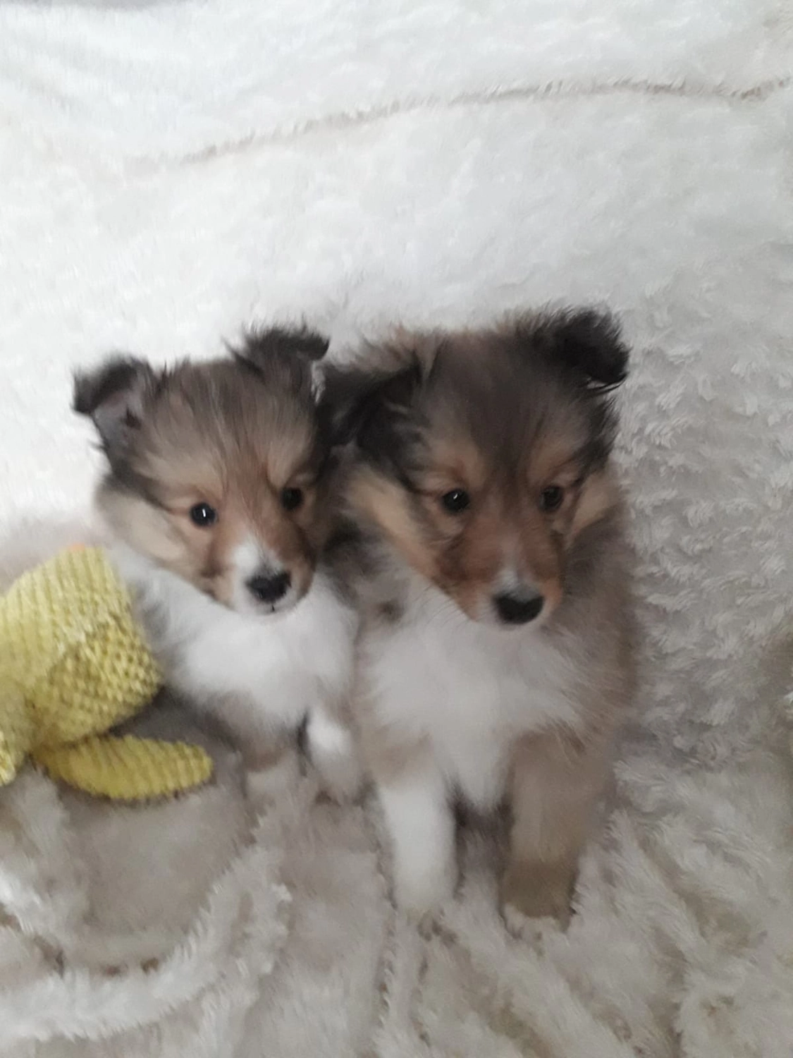 Club fur Britische Huntehunde e.V.