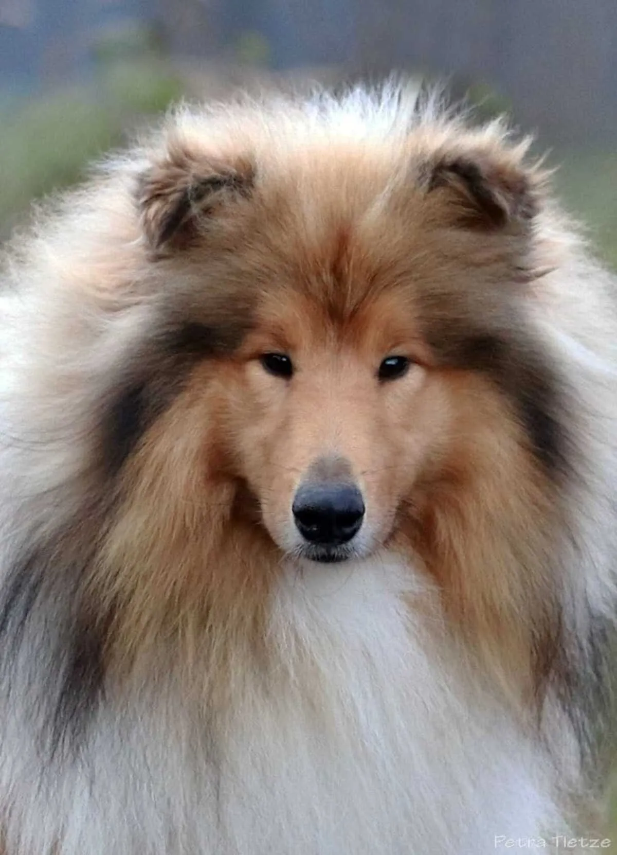 Hunde von CfBrH