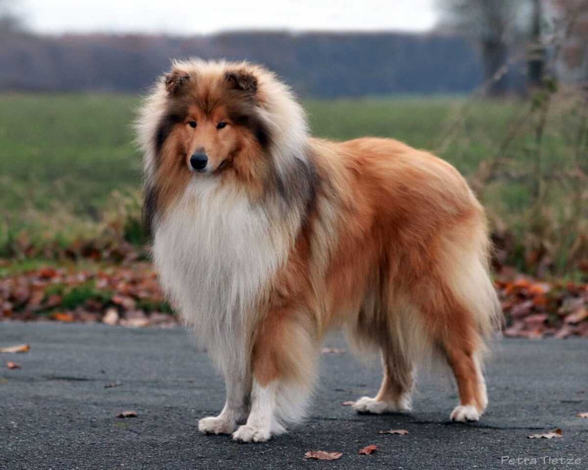 Hunde von CfBrH
