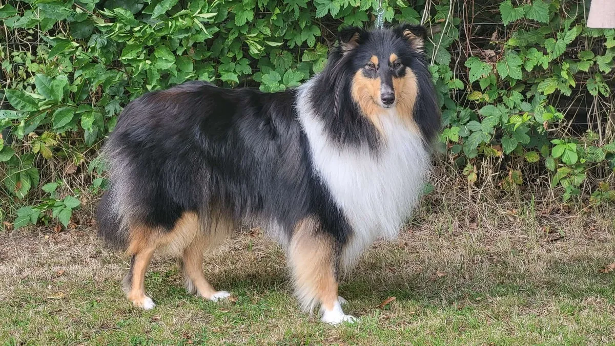 Club fur Britische Huntehunde e.V.