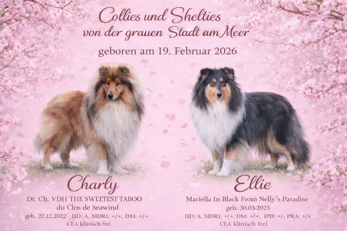 Club fur Britische Huntehunde e.V.