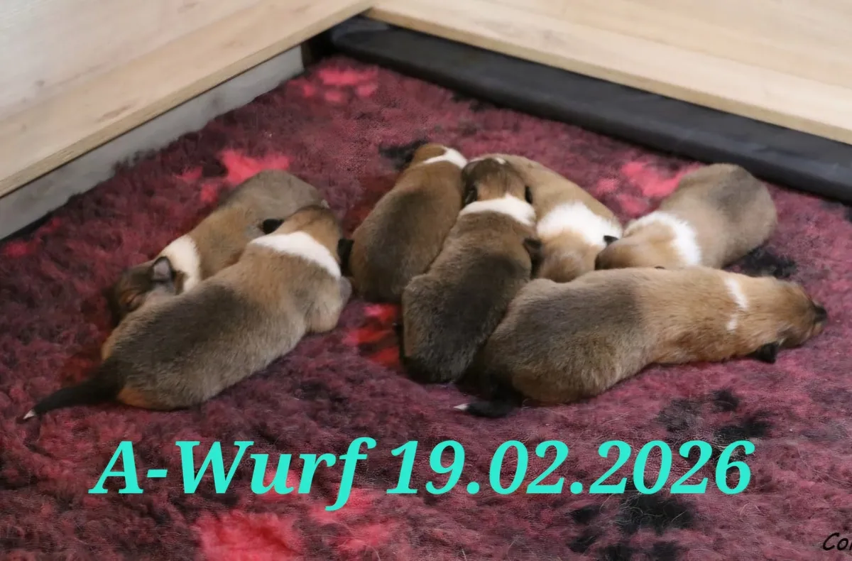 Club fur Britische Huntehunde e.V.