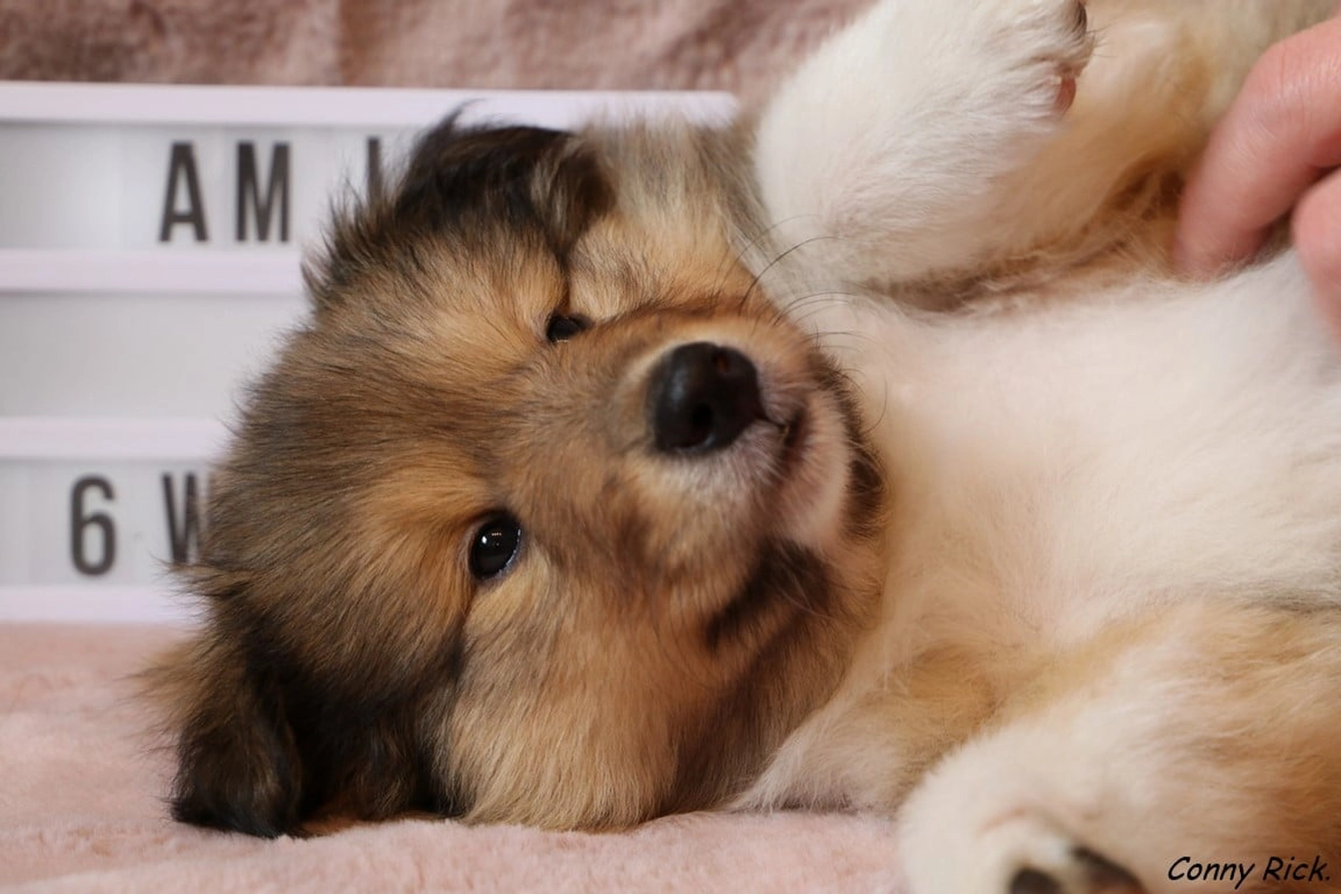 Hunde von CfBrH