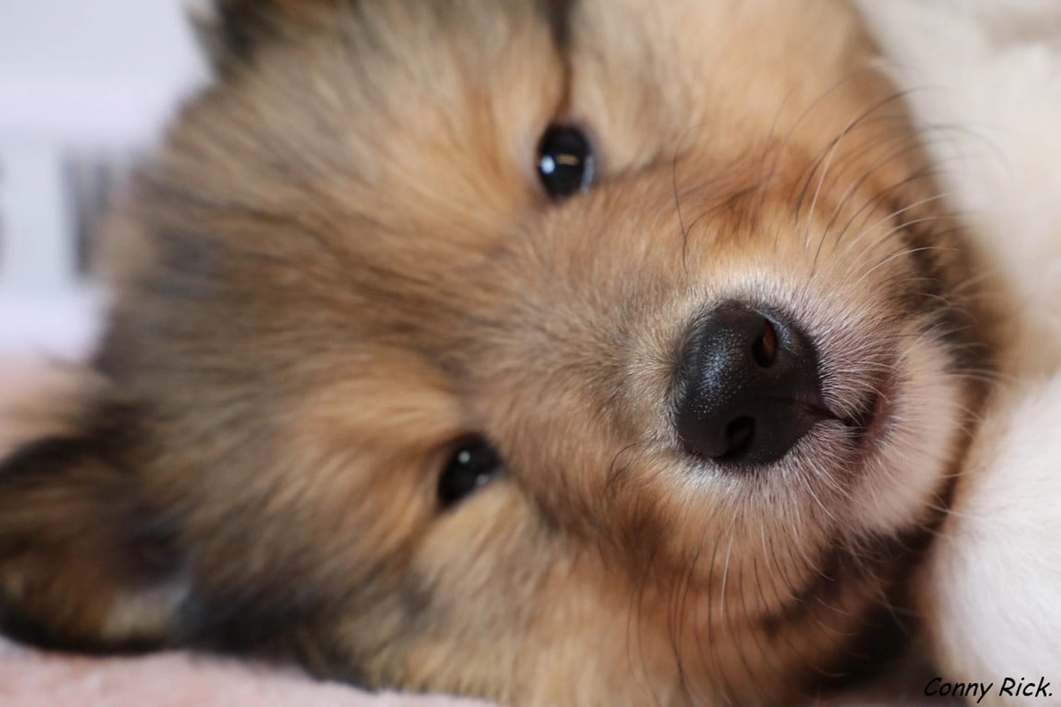 Hunde von CfBrH