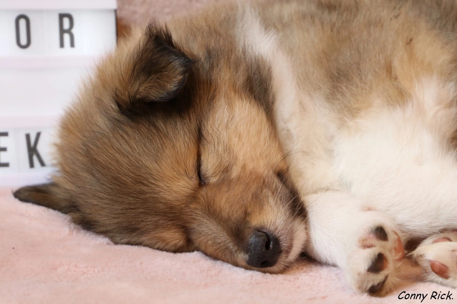 Hunde von CfBrH